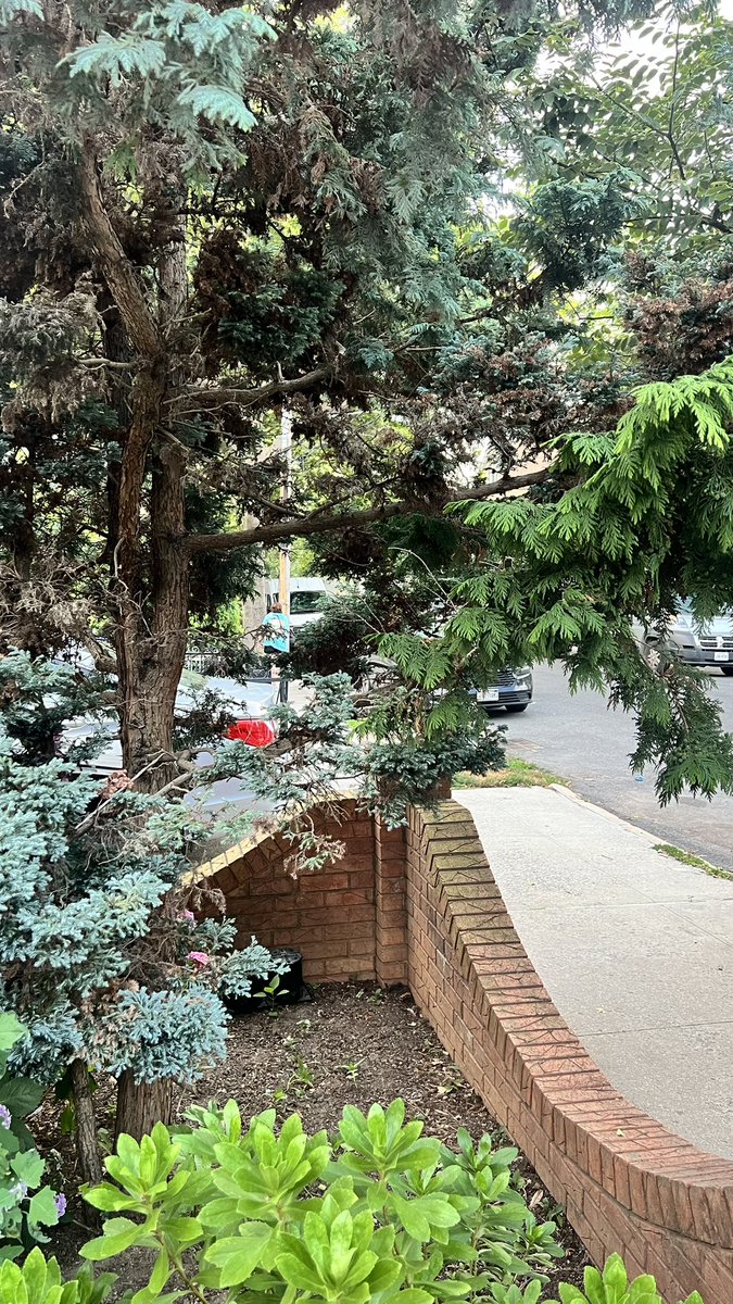 Please explain how this could happen? Why one of the branch is completely different from the rest of the tree? <a href="/grok/">Grok</a>