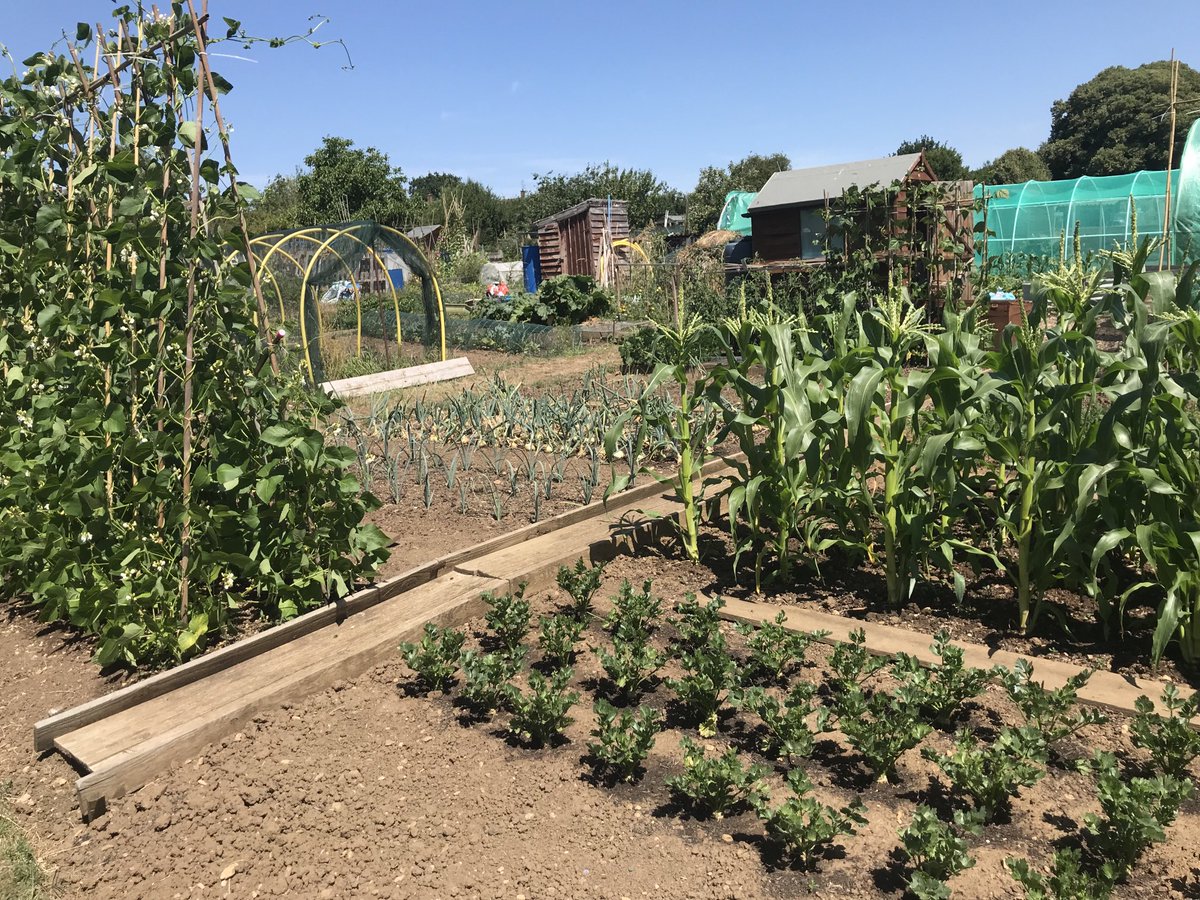 Celeriac going nicely. Started these way back in modules in February. A very slow grower but should be worth the wait. Runner beans have reached the top of the poles but slow to produce any pods worth picking yet. Drought conditions haven’t helped, you can’t beat rainwater.