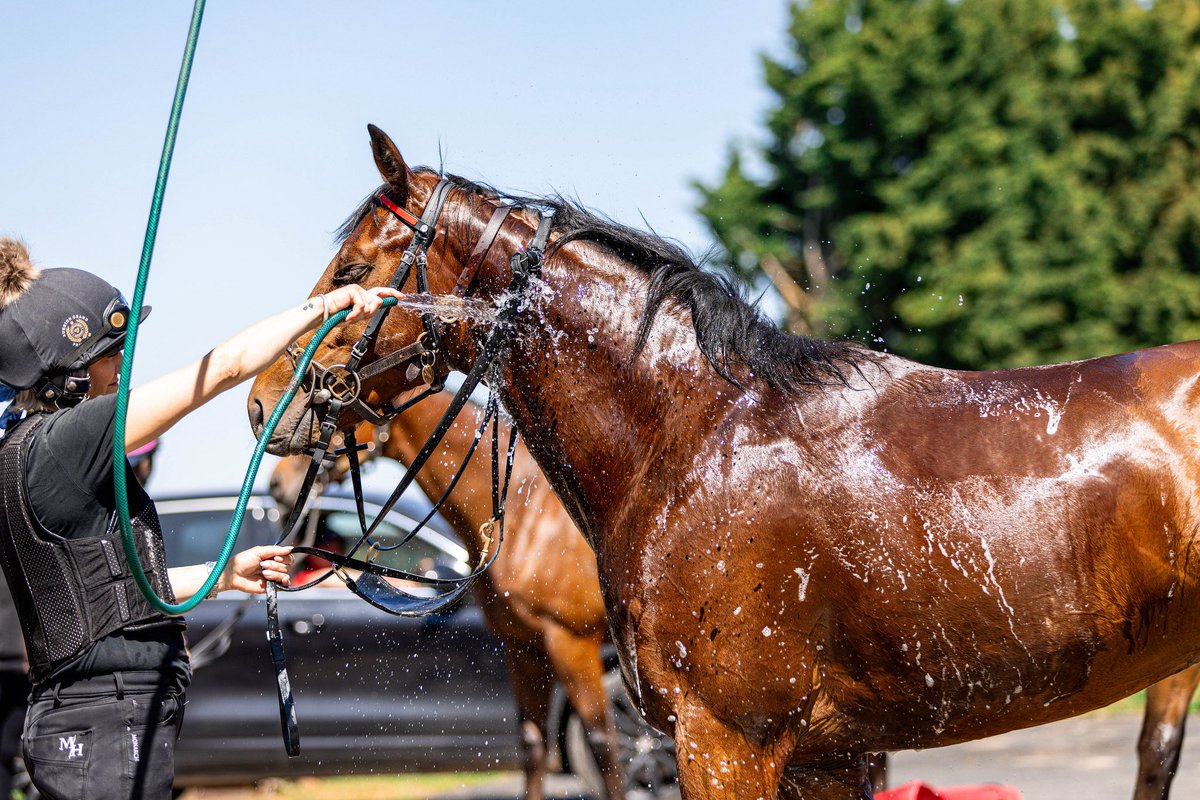 Keeping cool in the summer heat 🫧☀️🐎

#VFPT #VicarageFarm