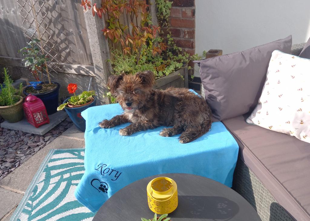 Pals me is relaxing in the garden. It very hot but mum making  sure me staying cool. Dad took me for very early walk and me had a swim. Hope everyfur ok ? Sending love to all . ❤️❤️❤️ #zshq