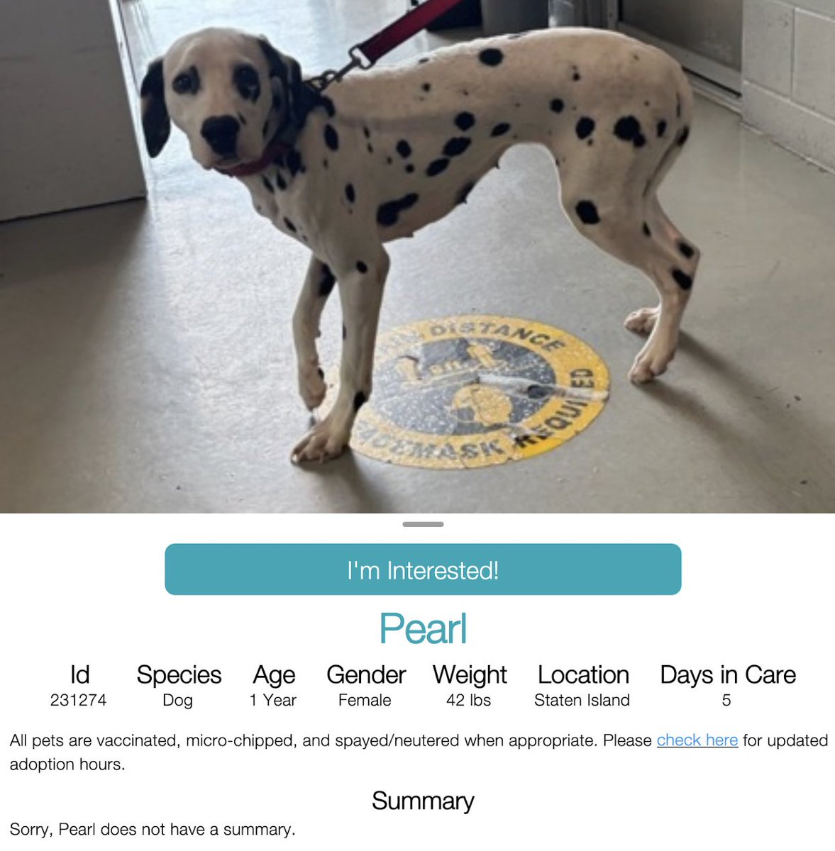 ATT: DALMATIAN LOVERS ⚠️ 
PEARL 💖 #231274  1yr old Girl 💖  NYCACC 
Very beautiful Dalmatian girl needs a loving forever 
home 🏡 Still a PUPPY she's in a terrifying shelter 
and needs a hero to save her!!
#Adopt  #Foster
#Pledge4Rescue 
LOVING HOME WANTED BE MY HERO 💖🏡💖