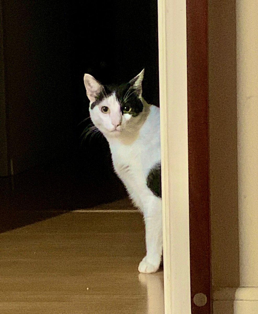 janasabrito's tweet image. Por favor, adotem essas fofuras! Elas precisam de uma nova família! #zezinho #luizinho #amor