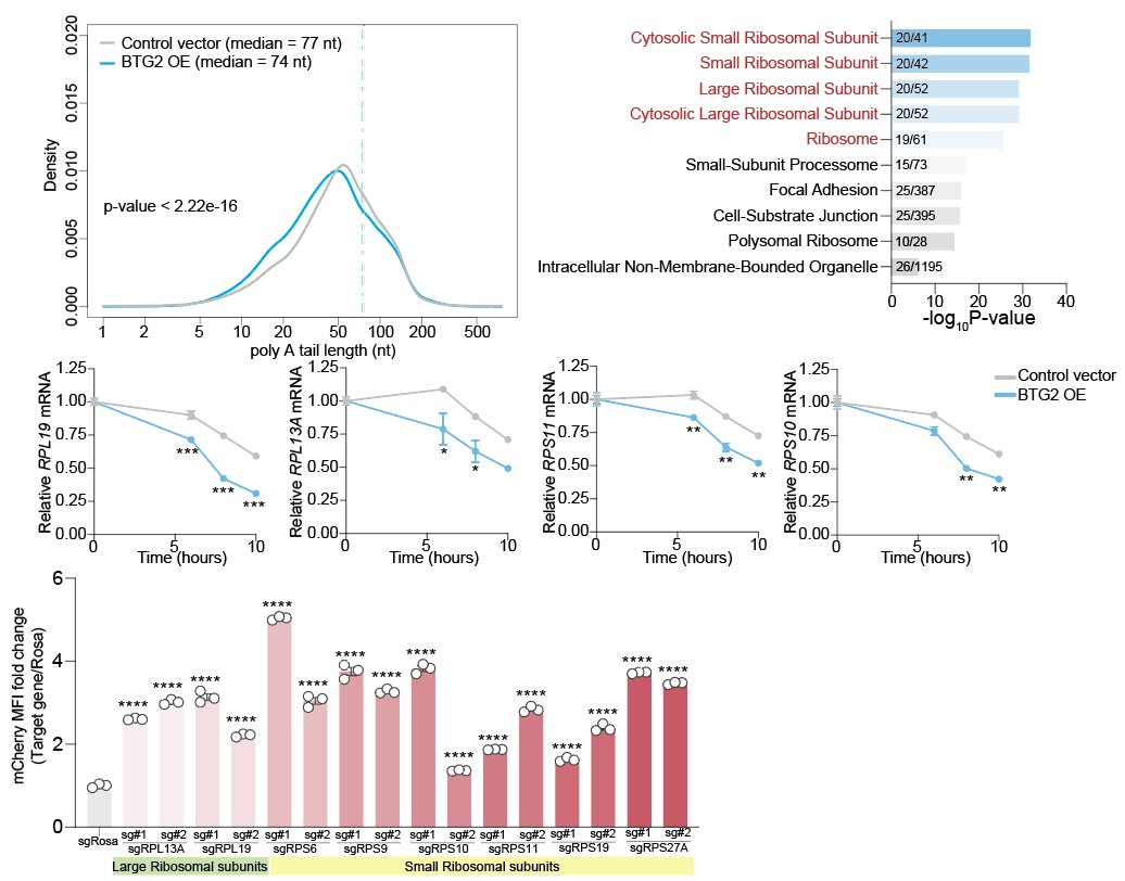 Eric Wang (@ewang2323) on Twitter photo 5/ In collaboration with <a href="/pedro_miura/">Pedro Miura</a>, we perform direct long-read RNA-seq and found that BTG2 preferentially deadenylates ribosomal RNAs, reducing mRNA stability, and that loss of these ribosomal RNAs increased cellular quiescence. 5/ In collaboration with <a href="/pedro_miura/">Pedro Miura</a>, we perform direct long-read RNA-seq and found that BTG2 preferentially deadenylates ribosomal RNAs, reducing mRNA stability, and that loss of these ribosomal RNAs increased cellular quiescence.