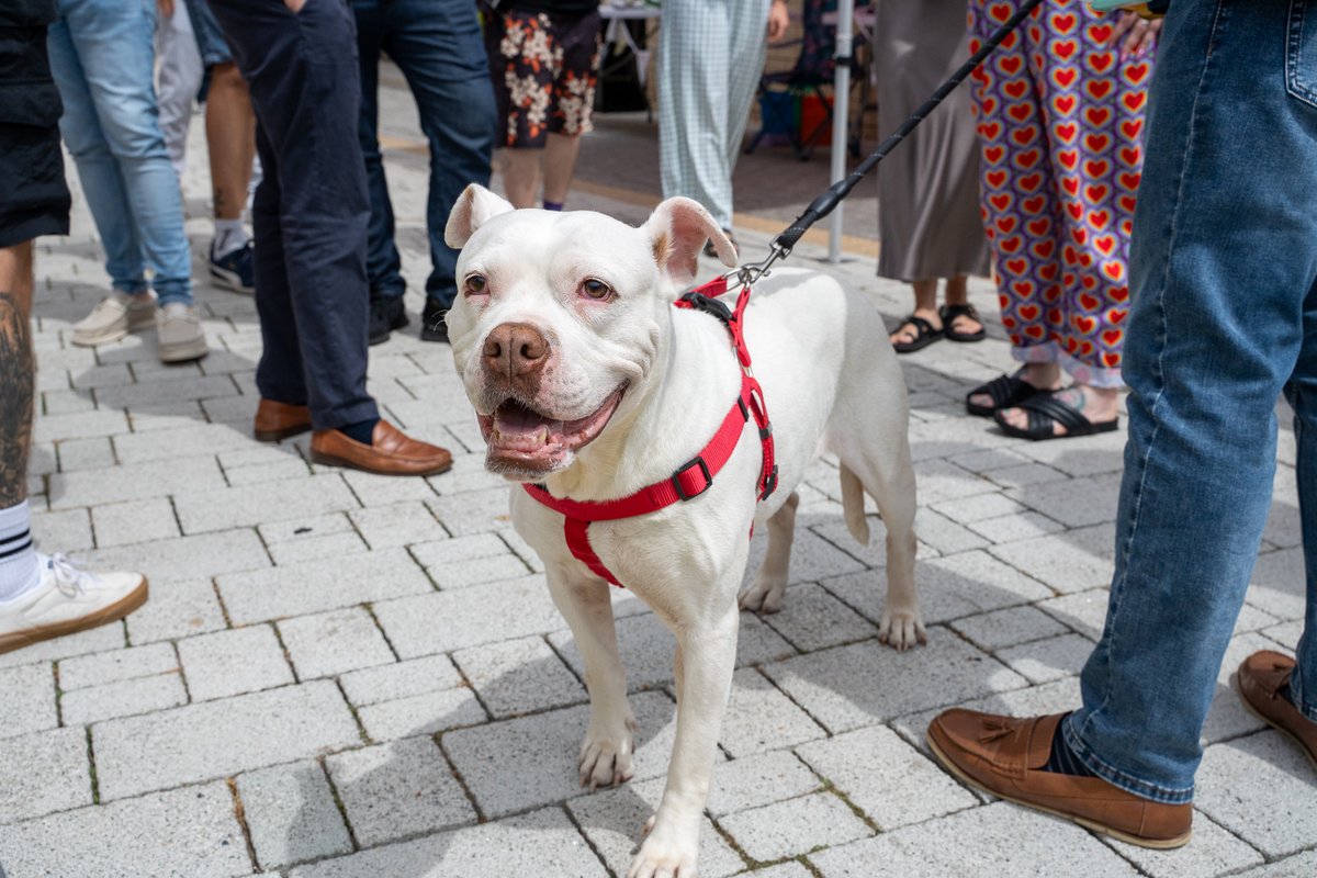 Our engineers never know what they'll come across on the job... But this visit tugged at our heartstrings 💙

An abandoned dog taken to a local vet by our team, is now recovering, happy &amp; loved in her forever home!

Read Tilly's full story on the BBC: shorturl.at/ONix3