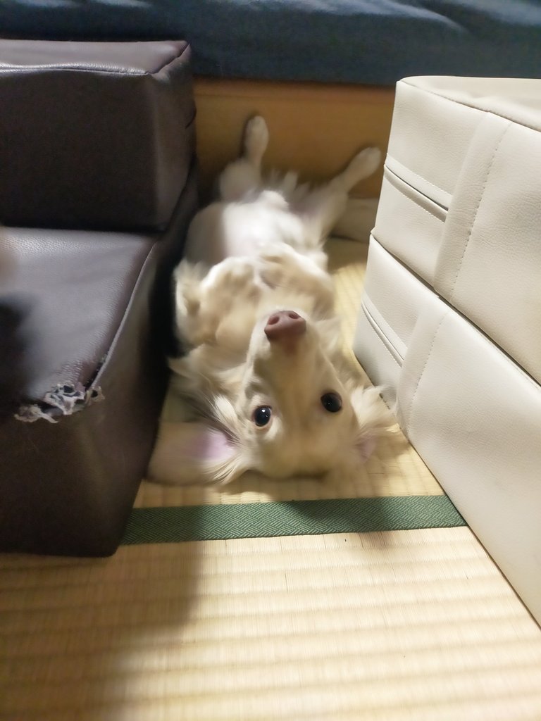 地味に毎日熱中症気味で常に頭痛する。帰ってきてから自分の家の前でてんじんプチランさせた後、げっそりしながら水風呂入って、その後ネッククーラーと冷えピタして家事して過ごしてる。平日5日間を元気に過ごせる方法どこ…