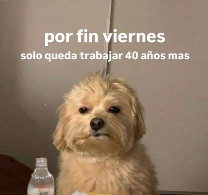 animo