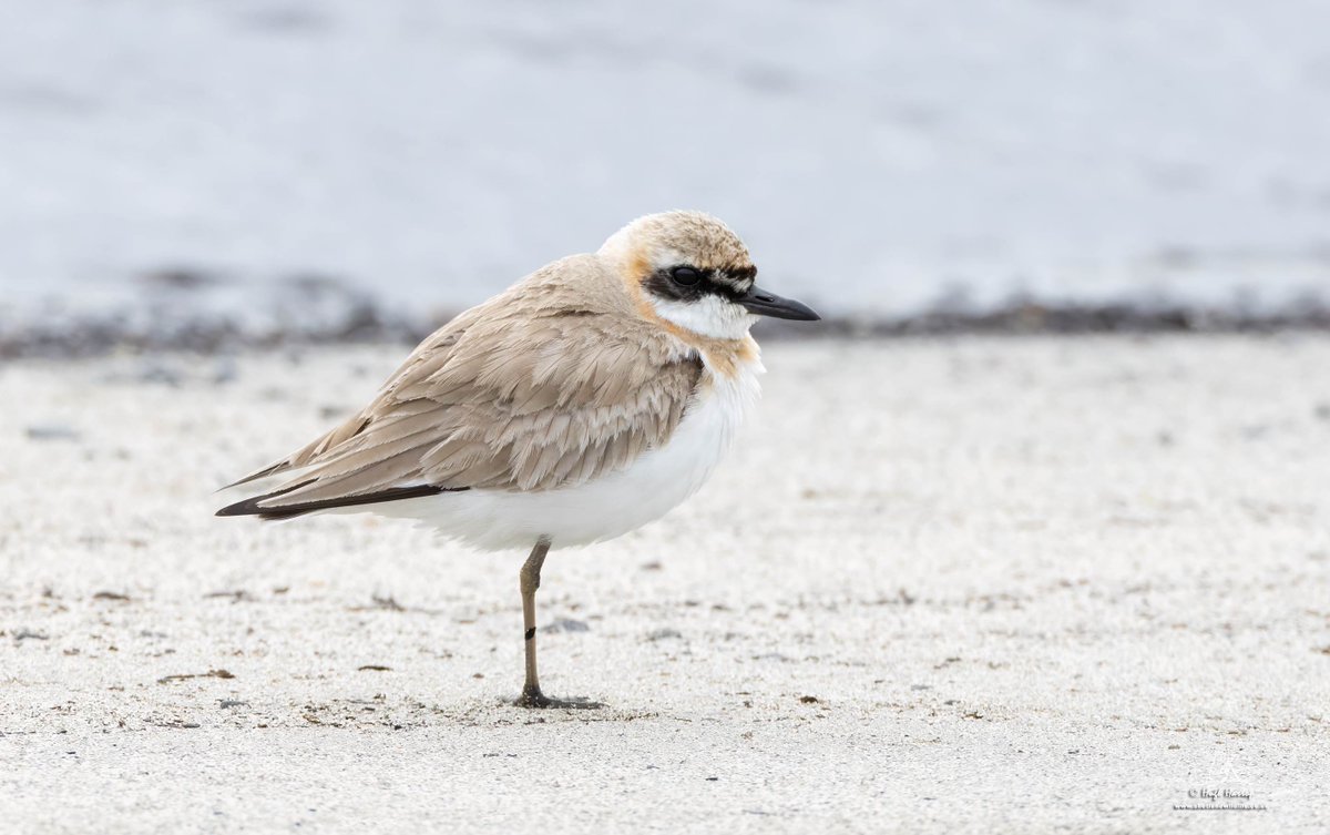 Fabulous views of Shetland's first-ever Greater Sand Plover at Haroldswick, Unst early this morning. Just over 20 UK records of this species which breeds from Turkey east to Mongolia. I last saw one in the UK back in 1988 at Dawlish, Devon! 😮