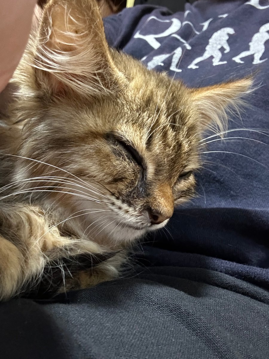 昼休み。職場に住み着いてる野良猫が『ついてこい。』と言うので、後をついて行く。駐車場の隅にたどり着くと野生の七面鳥🦃が屯っていた。普段からこの場所で一緒に群れているみたい。僕もしばらく仲間に入れてもらいました。  異種共存。, image size:900x1200