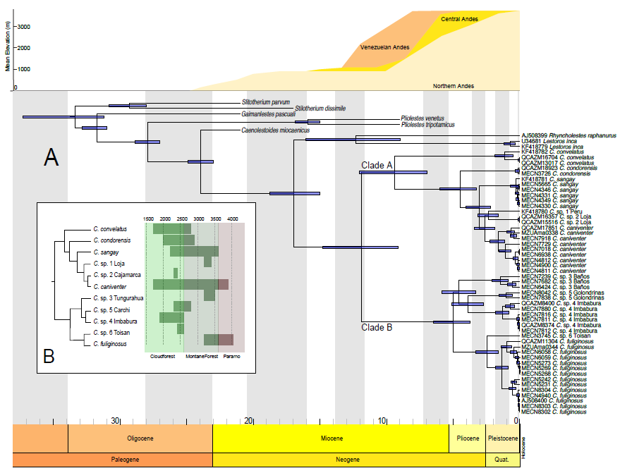 Pablo Jarrín-V. (@jarrin_v) on Twitter photo New contribution by the lab at <a href="/INABIO_EC/">INABIO.EC</a> ! My colleagues <a href="/JorgeBritoM/">Jorge Brito</a> <a href="/one_chiche/">Julio César</a> found a treasure trove of new mammal species, tiny relatives of kangaroos, hidden in the Andes. They're ancient, secretive, and endemic. Now we can finally name them and work to protect them! 🧬 New contribution by the lab at <a href="/INABIO_EC/">INABIO.EC</a> ! My colleagues <a href="/JorgeBritoM/">Jorge Brito</a> <a href="/one_chiche/">Julio César</a> found a treasure trove of new mammal species, tiny relatives of kangaroos, hidden in the Andes. They're ancient, secretive, and endemic. Now we can finally name them and work to protect them! 🧬