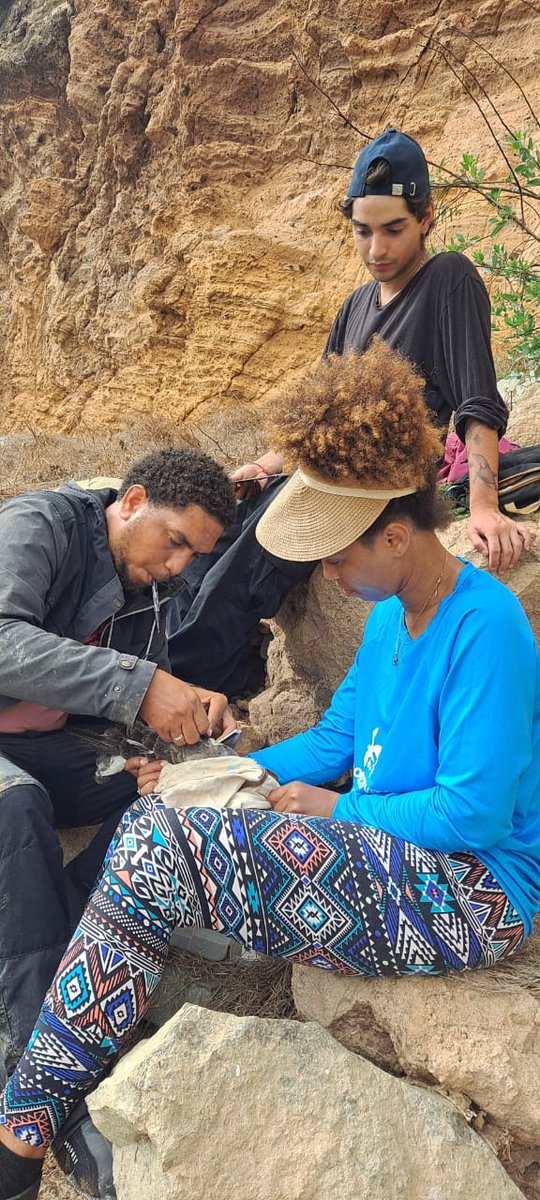 For the first time, we used the AXYRadar to monitor the Cape Verde Shearwater (Calonectris edwardsii)  on Brava Island. This tech tracks GPS + vessel radar signals, helping us understand how these endemic seabirds interact with boats, key data for conservation.
#Seabird #AXYRadar