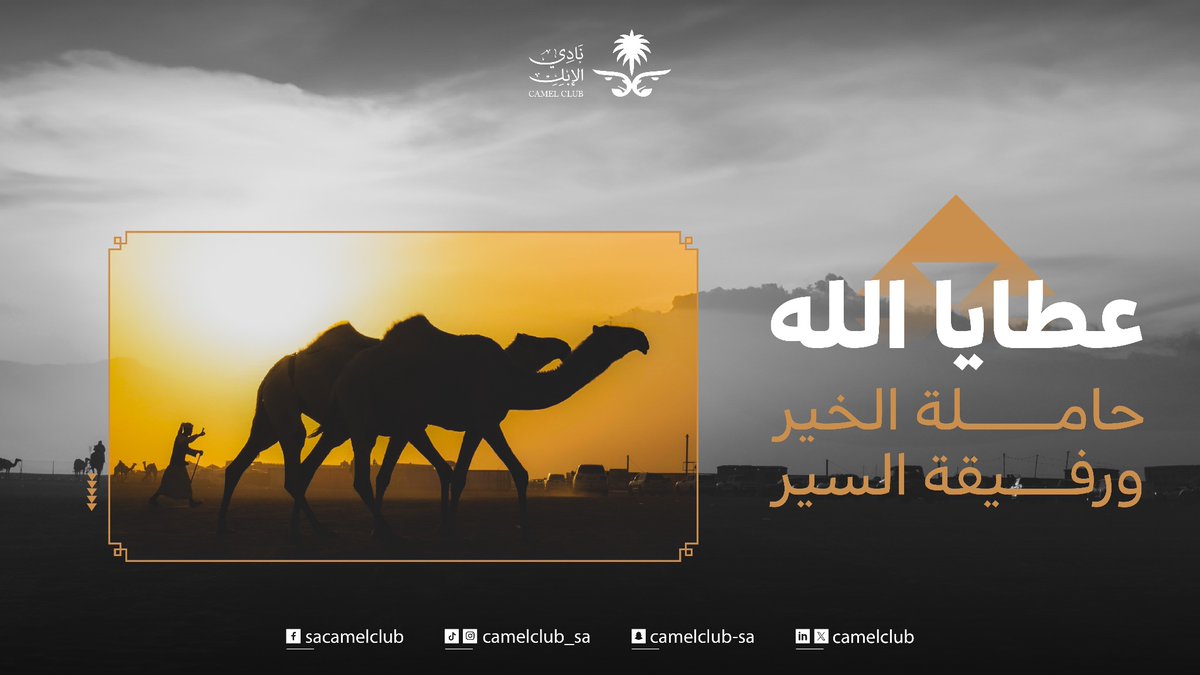 CamelClub's tweet image. بها نفاخر.. وعلى أثرها نسير 🐪

 #نادي_الإبل