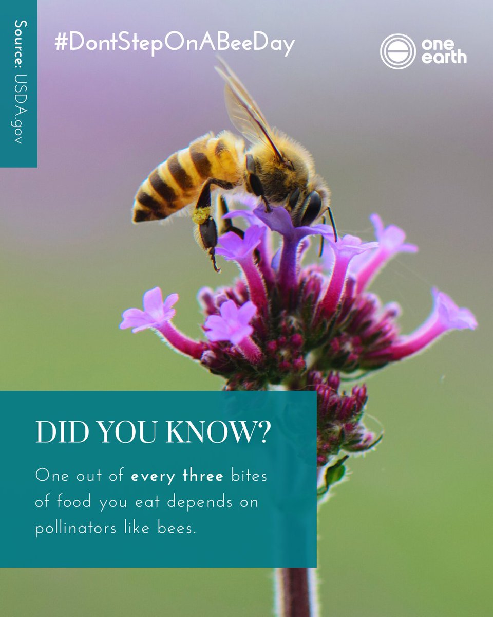 OneEarth's tweet image. Bees help pollinate more than 90 crops worldwide, from apples and almonds to coffee and cucumbers. Without them, our plates would be a lot less colorful. 🐝  

#DontStepOnABeeDay #Pollinators #Bees #UrbanBiodiversity