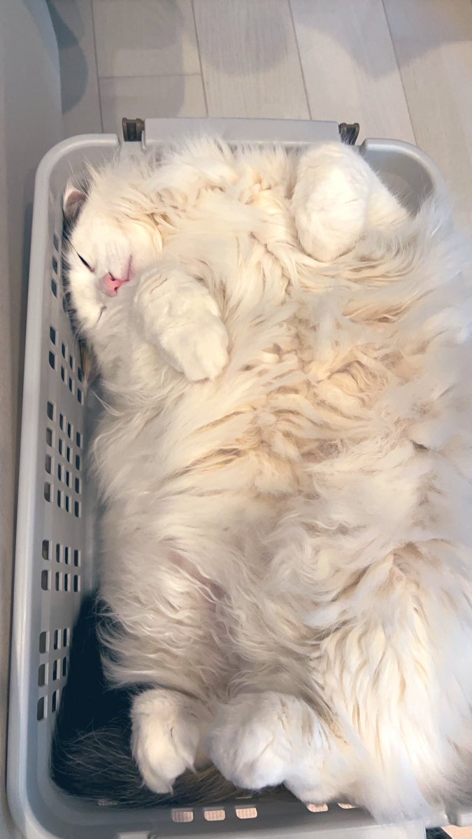 NoruKonbu's tweet photo. 俺様弁当🍱大盛りです😍

#ノルウェージャンフォレストキャット
#雄猫6歳5ヶ月
#猫好きさんと繋がりたい https://t.co/yuCBauENIY