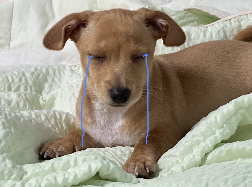 필요할때딱딱쳐주는삼할강아 이얼마나귀합니까