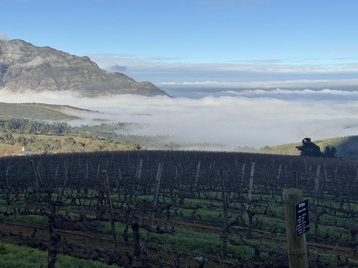 This morning from our Chenin Blanc vineyard: Stellenbosch hidden beneath a blanket of winter mist. A quiet kind of magic on the Simonsberg mountain.  #WinterInTheWinelands #SimonsbergViews #Stellenbosch