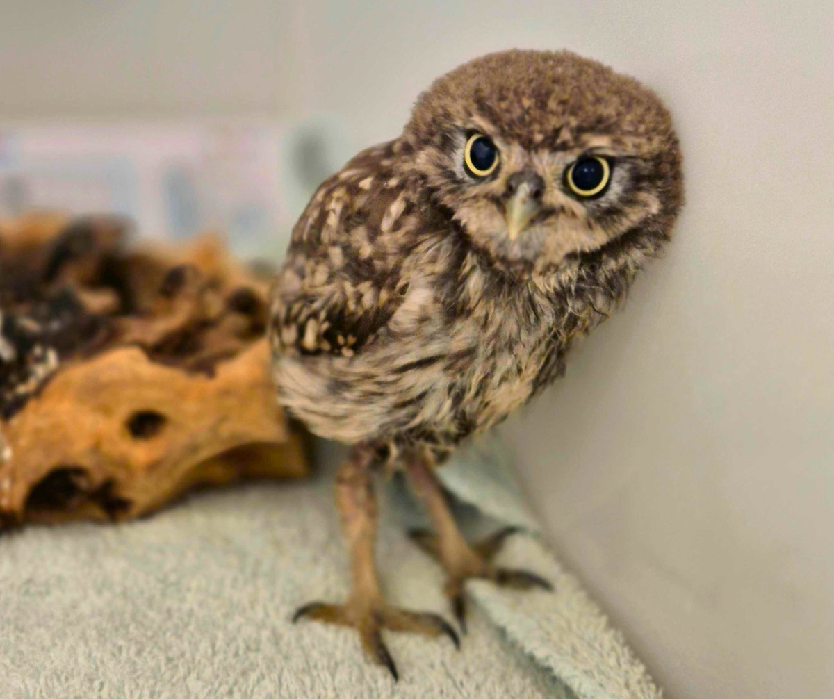 ITV News West Country tweet media