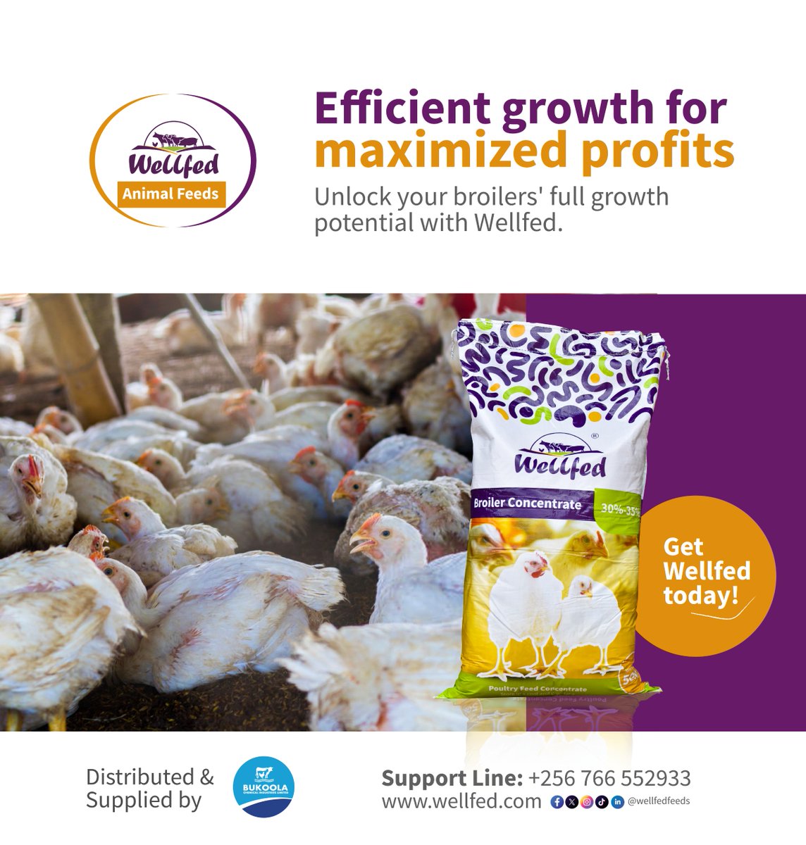 wellfedfeeds's tweet image. Maximize your poultry profits. Achieve rapid gains and raise healthier broilers with Wellfed Concentrates. Get Wellfed Concentrates today.
#BukoolaVet #WellfedAnimalFeeds #BroilerProduction #PoultryHealth