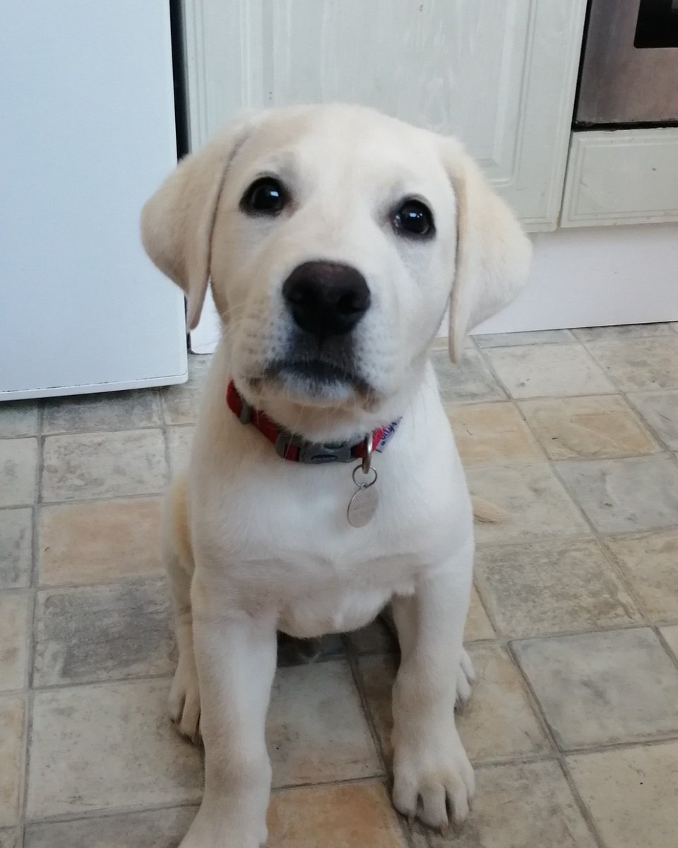A round of applause for Apollo!

He's just started the early stages of his hearing dog training and has been learning some rather important skills, like 'Sit' and 'Wait'.

Apollo is doing a super job and will keep building on these cues throughout the rest of his training 🐕‍🦺