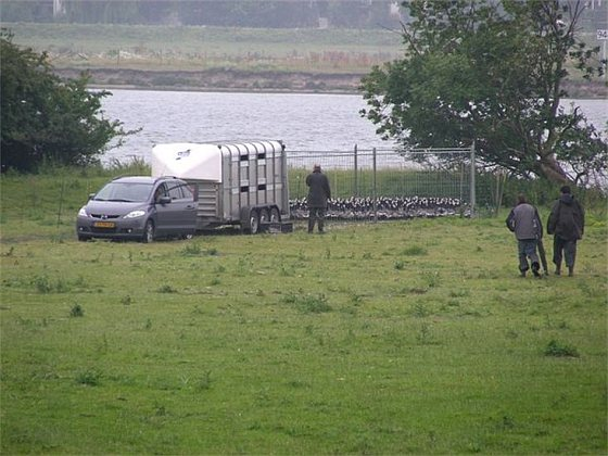 Vergassen betekent een wrede en keiharde doodsstrijd voor de ganzen. Dat er mensen staan te juichen bij zo veel dierenleed en onkunde is tekenend. En wanneer je ganzen die in de rui zijn niet eens een vluchtpoging gunt, ben je heel laag bezig. Zolang er voedsel is komen er ganzen