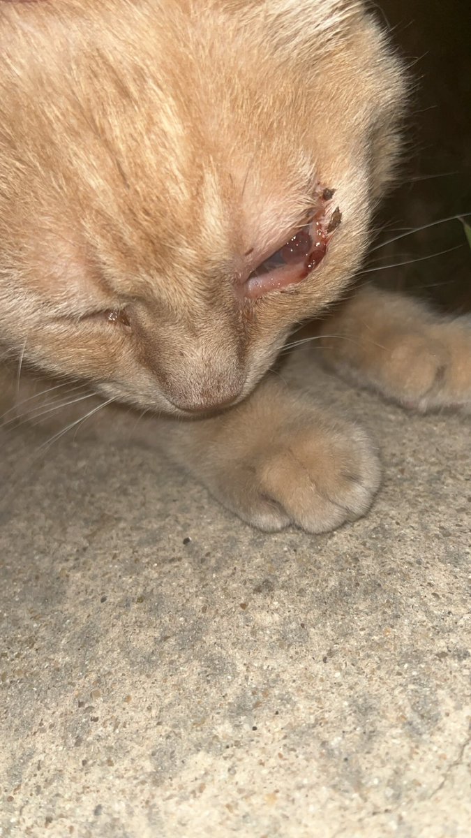 Gusta0M's tweet image. 🚨 URGENCE : J’ai vraiment pas l’habitude de faire ce genre de tweet mais je sais plus quoi faire donc je jette une bouteille à la mer. Mon chat que j’ai depuis maintenant 16ans a une tumeur à l’œil, avec un traitement et des gouttes ça c’était stabilisé sur les 3 derniers mois.…