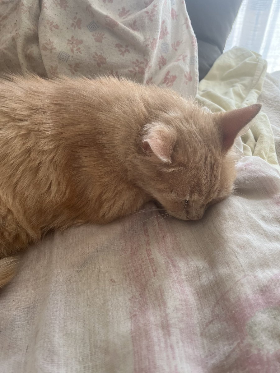 Gusta0M's tweet image. 🚨 URGENCE : J’ai vraiment pas l’habitude de faire ce genre de tweet mais je sais plus quoi faire donc je jette une bouteille à la mer. Mon chat que j’ai depuis maintenant 16ans a une tumeur à l’œil, avec un traitement et des gouttes ça c’était stabilisé sur les 3 derniers mois.…