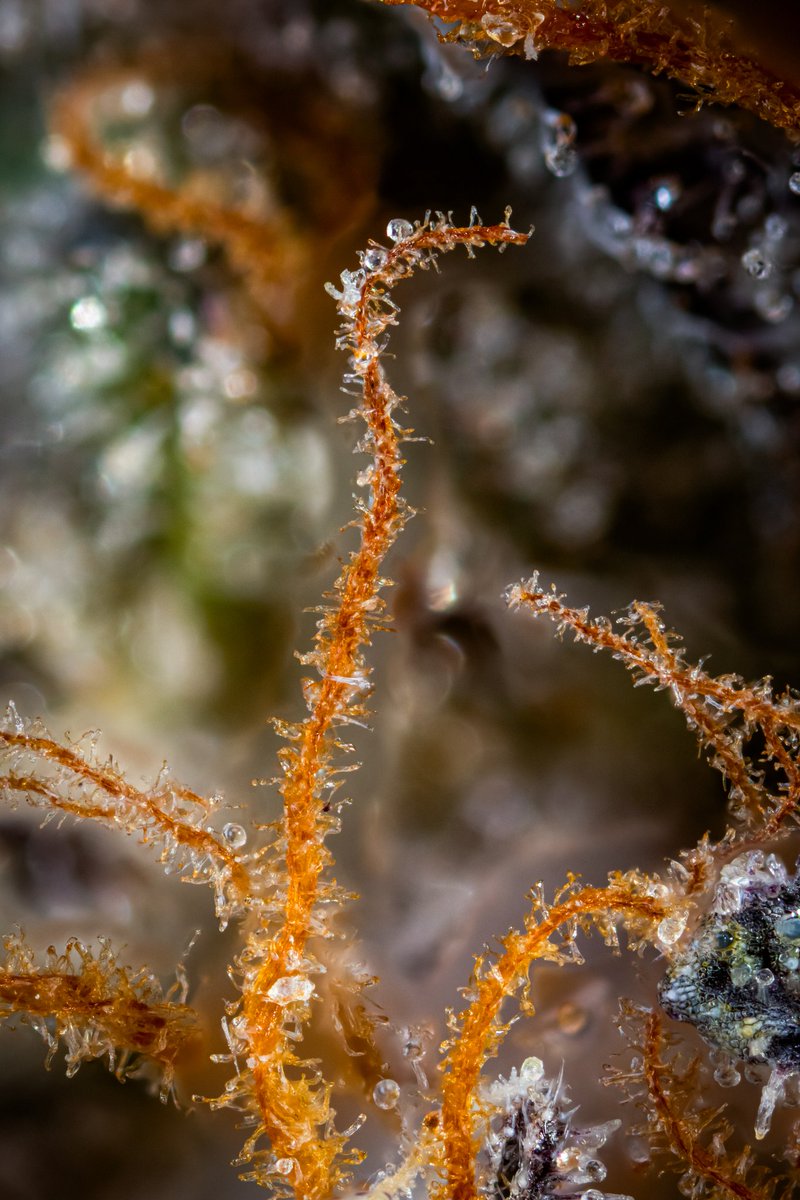 thebudstudio's tweet photo. 'Gorilla Mints #3' continued. https://t.co/AK47wBbgpe