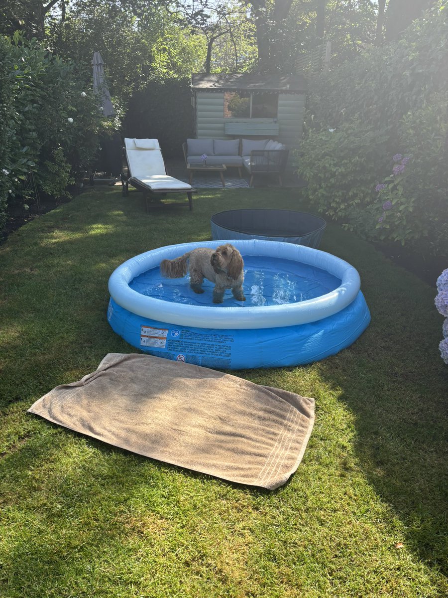 CockapooJuno's tweet image. Good morning Furpals. I’ve been out to the park for super early walkies, back home trying out my new pool 🏊 💦 ☀️. Stay cool everyone. X #dogsoftwitter #heatwave #cockapoo