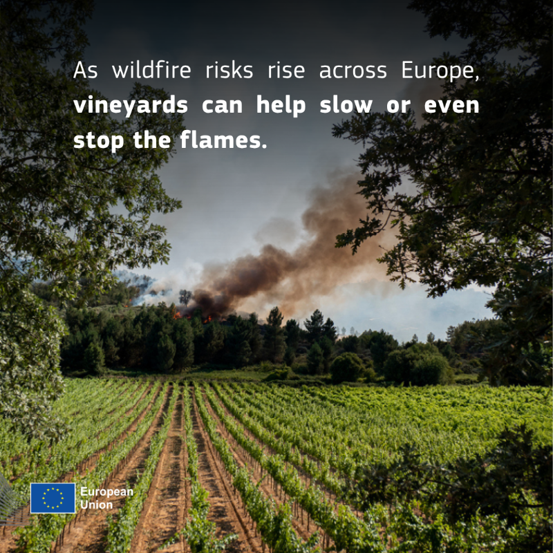 eu_echo's tweet photo. What do vineyards have to do with wildfires? ๐๐ฅ
More than you think.
Across Europe, fire-smart vineyards are helping slow flames and protect rural areas.
With the right support, vineyards can help protect people, nature and rural livelihoods.
Learn more โฌ๏ธ