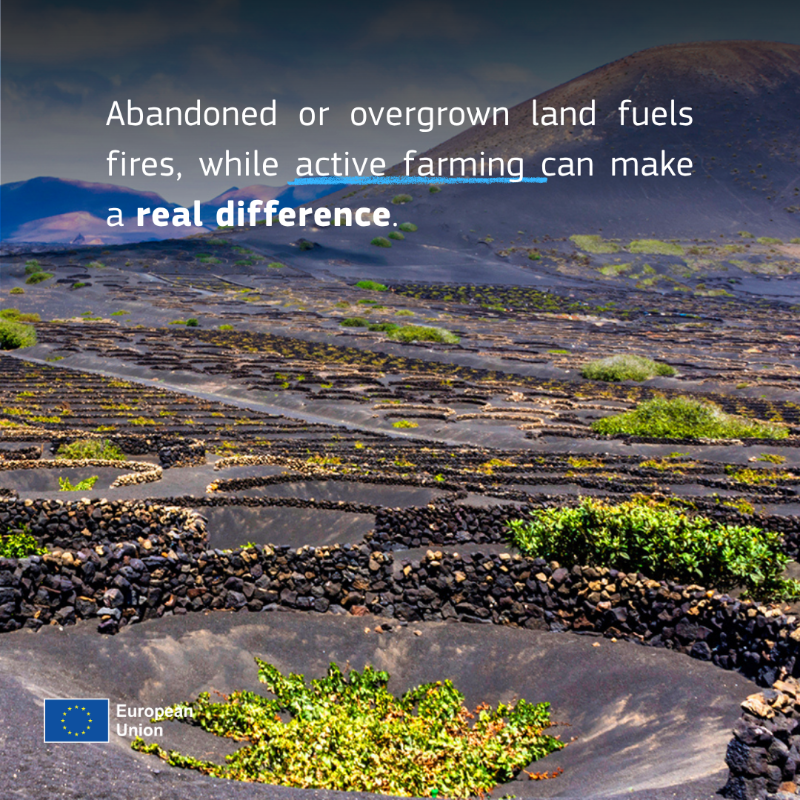 eu_echo's tweet photo. What do vineyards have to do with wildfires? ๐๐ฅ
More than you think.
Across Europe, fire-smart vineyards are helping slow flames and protect rural areas.
With the right support, vineyards can help protect people, nature and rural livelihoods.
Learn more โฌ๏ธ