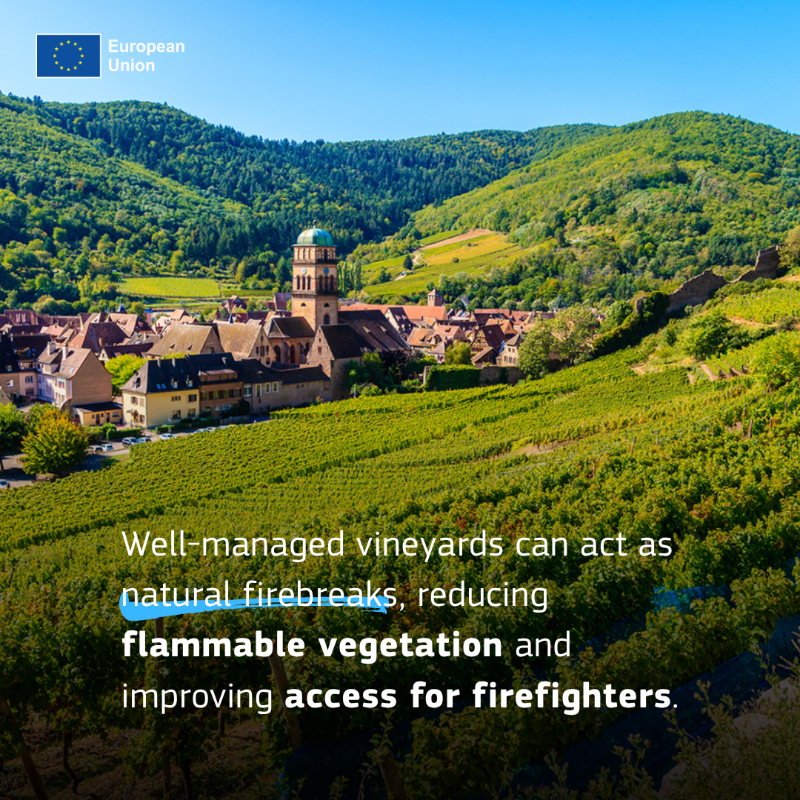 eu_echo's tweet photo. What do vineyards have to do with wildfires? ๐๐ฅ
More than you think.
Across Europe, fire-smart vineyards are helping slow flames and protect rural areas.
With the right support, vineyards can help protect people, nature and rural livelihoods.
Learn more โฌ๏ธ