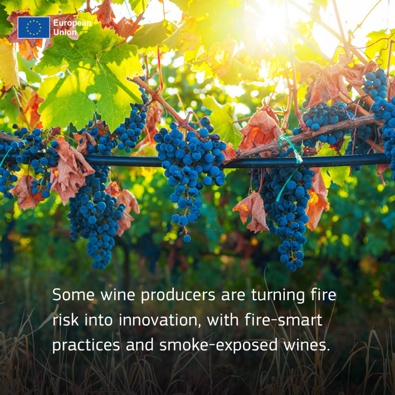 eu_echo's tweet photo. What do vineyards have to do with wildfires? ๐๐ฅ
More than you think.
Across Europe, fire-smart vineyards are helping slow flames and protect rural areas.
With the right support, vineyards can help protect people, nature and rural livelihoods.
Learn more โฌ๏ธ