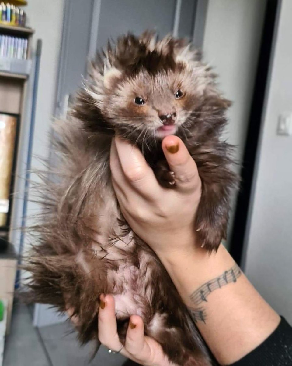 Ferret Every Hour (@ferretperhour) on Twitter photo 