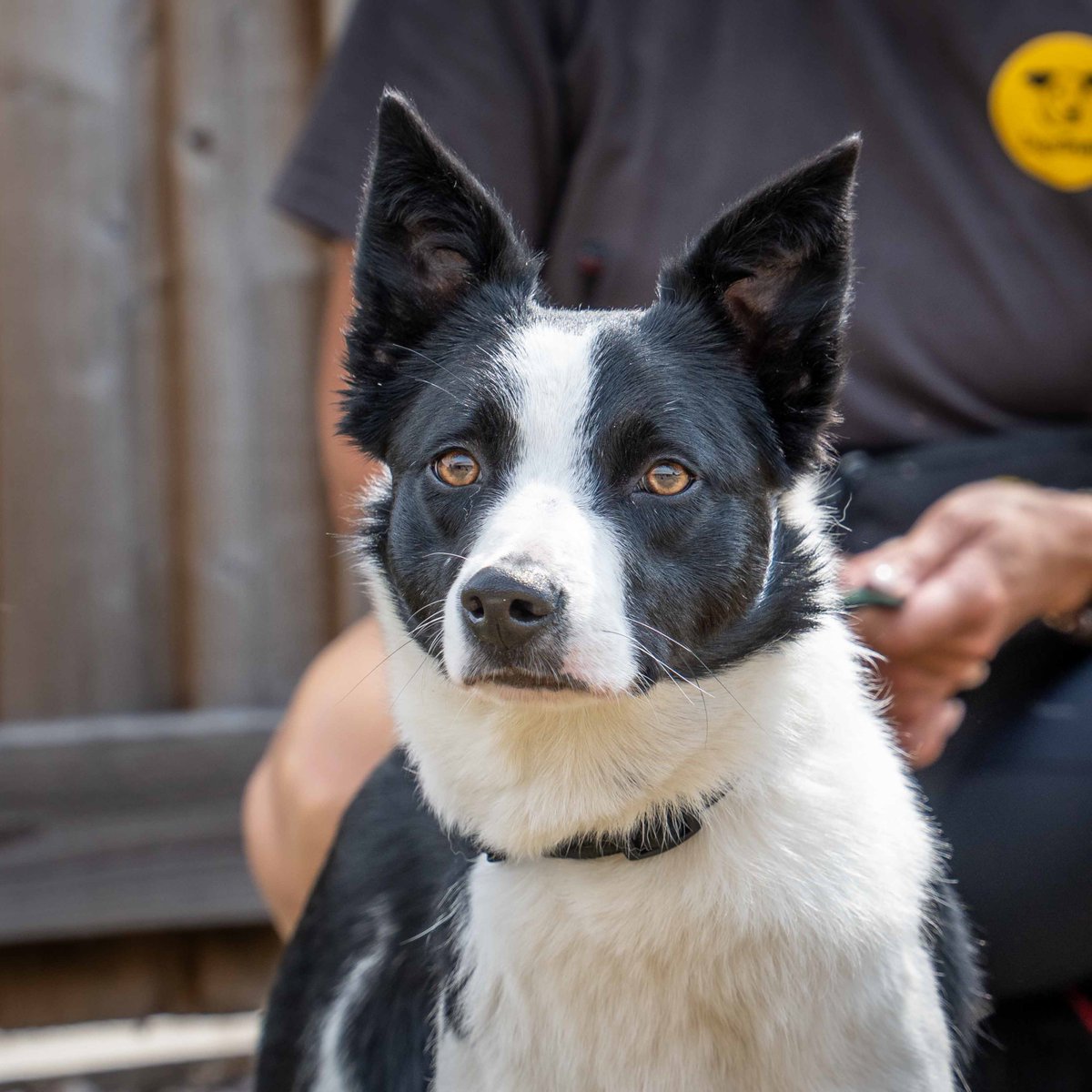 💛 Lily 💛⁣
Lovely Lily has stolen the hearts of her carers! 😇 She is a sensitive girl who takes a little time to build her trust in people, but once you are in her inner circle this sweet girl will nudge your hand for plenty of fuss and affection 🥰