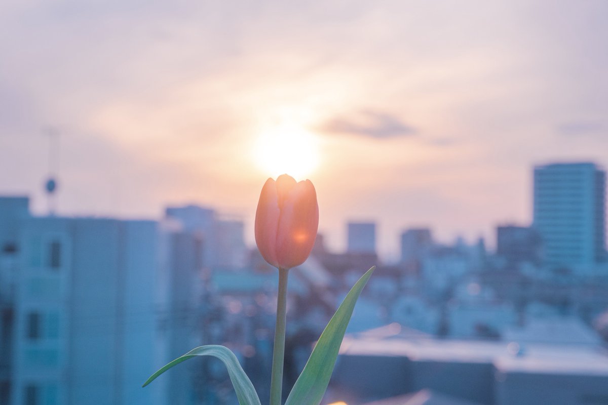 tsumugi_pt999's tweet image. 淡色と花の世界が好き。