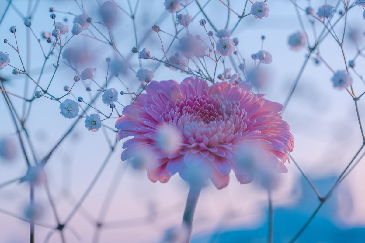 淡色と花の世界が好き。