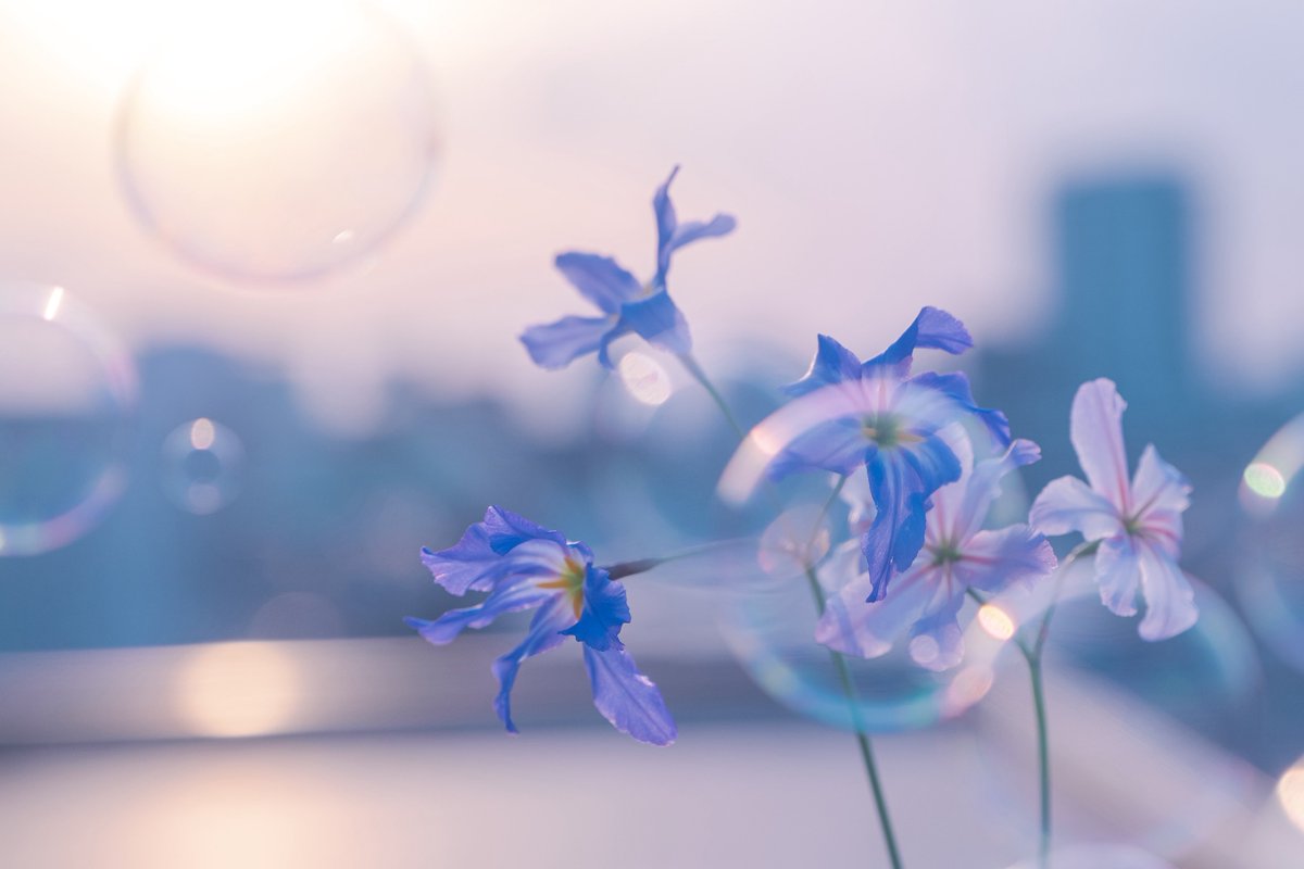 tsumugi_pt999's tweet image. 淡色と花の世界が好き。