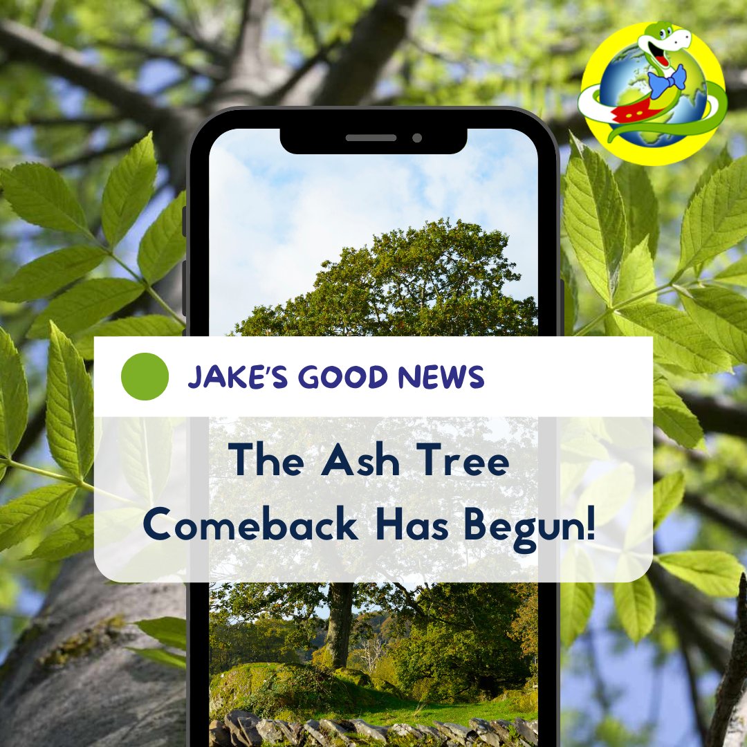 Good news, eco-friends! Ash trees in the UK are fighting back against ash dieback. 🌳 Some are growing stronger and learning to survive. Let’s protect them and keep our forests thriving! Jake x bbc.in/40yx2wd #ashdieback #naturewins #ashtrees #eco #nature #ukforests