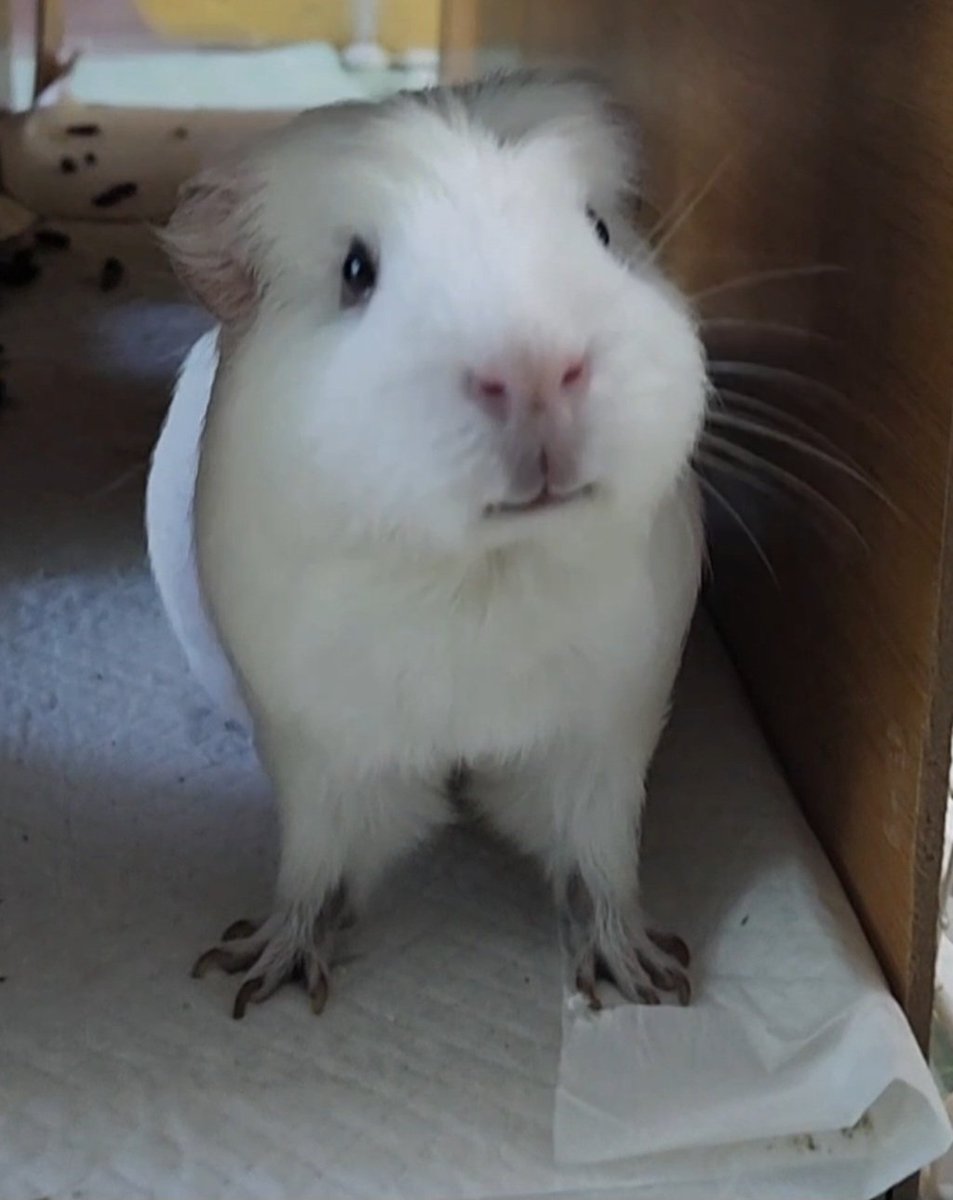 ppikkuduck's tweet image. 🤍 기니피그 모델 🤩🤍 

#기니피그 #guineapig #モルモット