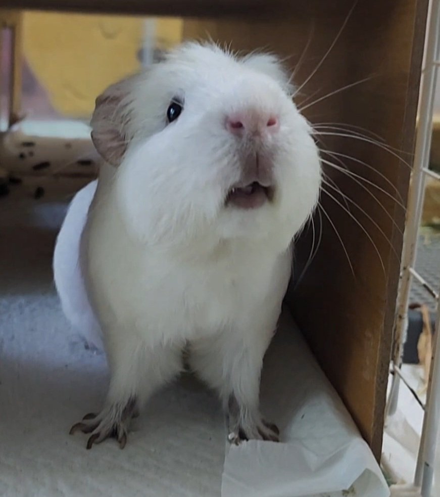 ppikkuduck's tweet image. 🤍 기니피그 모델 🤩🤍 

#기니피그 #guineapig #モルモット
