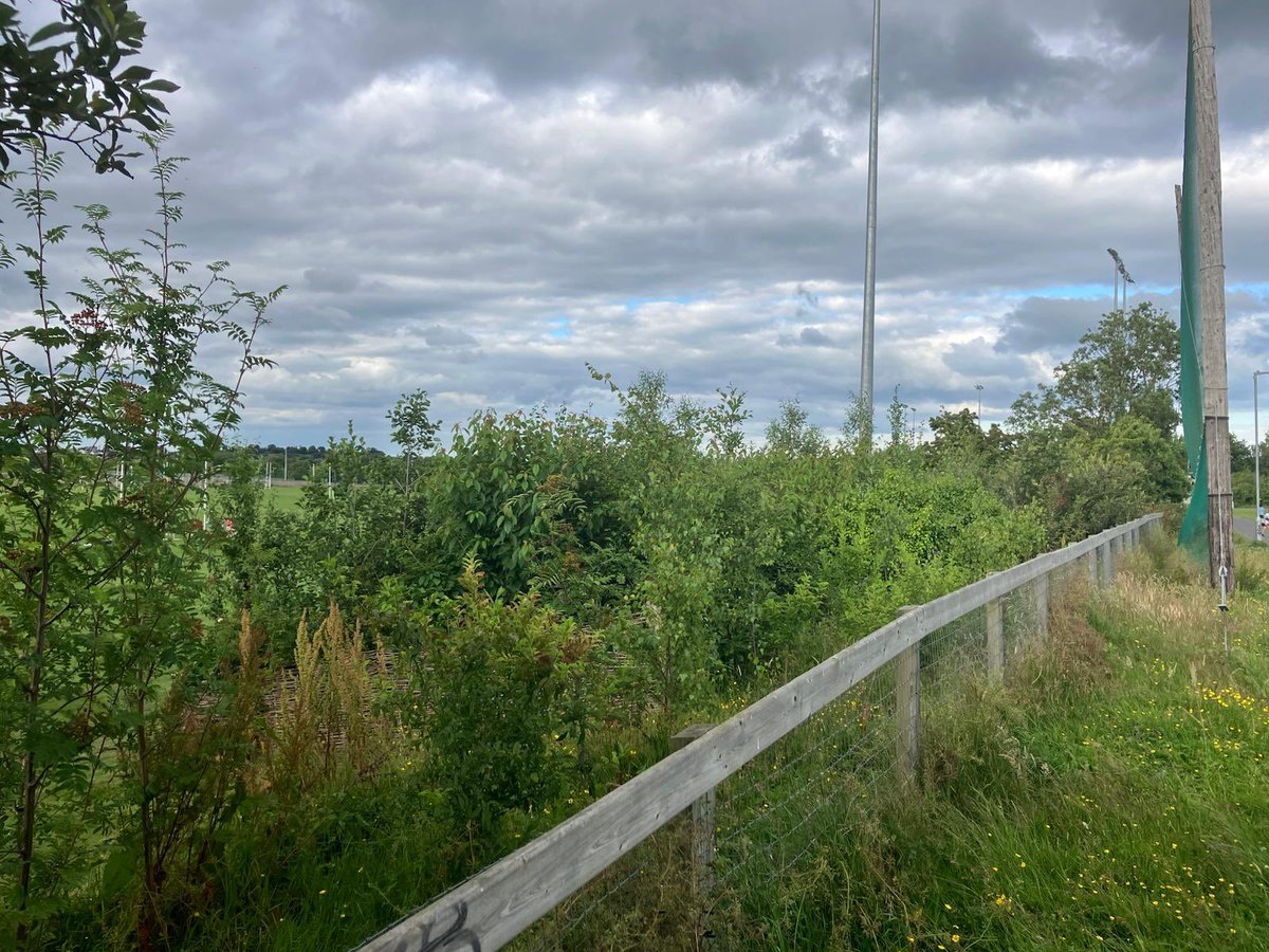 SandyfordBID's tweet image. Pocket Forest Progress 🌱
Planted in Jan 2022 with 480+ native trees, our 1st pocket forest at @NaomhOlaf is thriving, and sunny days like today really bring it to life! 🌤️
Part of #ProjectGreen by @SandyfordBID & @dlrcc to green the district.
➡️ Swipe to see where it began!