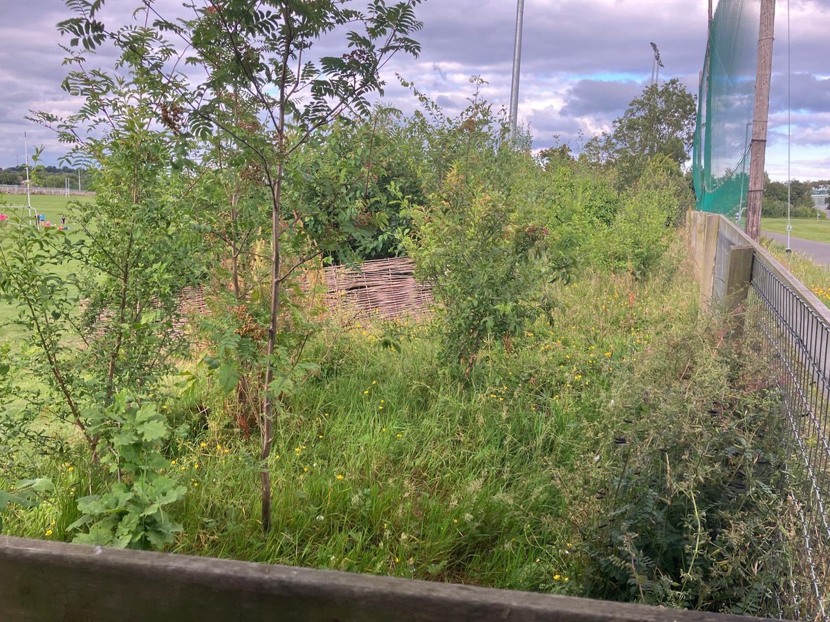 SandyfordBID's tweet image. Pocket Forest Progress 🌱
Planted in Jan 2022 with 480+ native trees, our 1st pocket forest at @NaomhOlaf is thriving, and sunny days like today really bring it to life! 🌤️
Part of #ProjectGreen by @SandyfordBID & @dlrcc to green the district.
➡️ Swipe to see where it began!