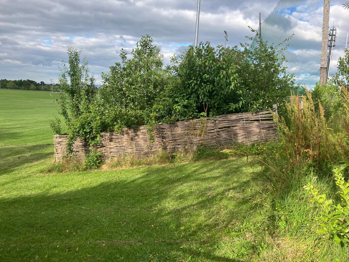 SandyfordBID's tweet image. Pocket Forest Progress 🌱
Planted in Jan 2022 with 480+ native trees, our 1st pocket forest at @NaomhOlaf is thriving, and sunny days like today really bring it to life! 🌤️
Part of #ProjectGreen by @SandyfordBID & @dlrcc to green the district.
➡️ Swipe to see where it began!