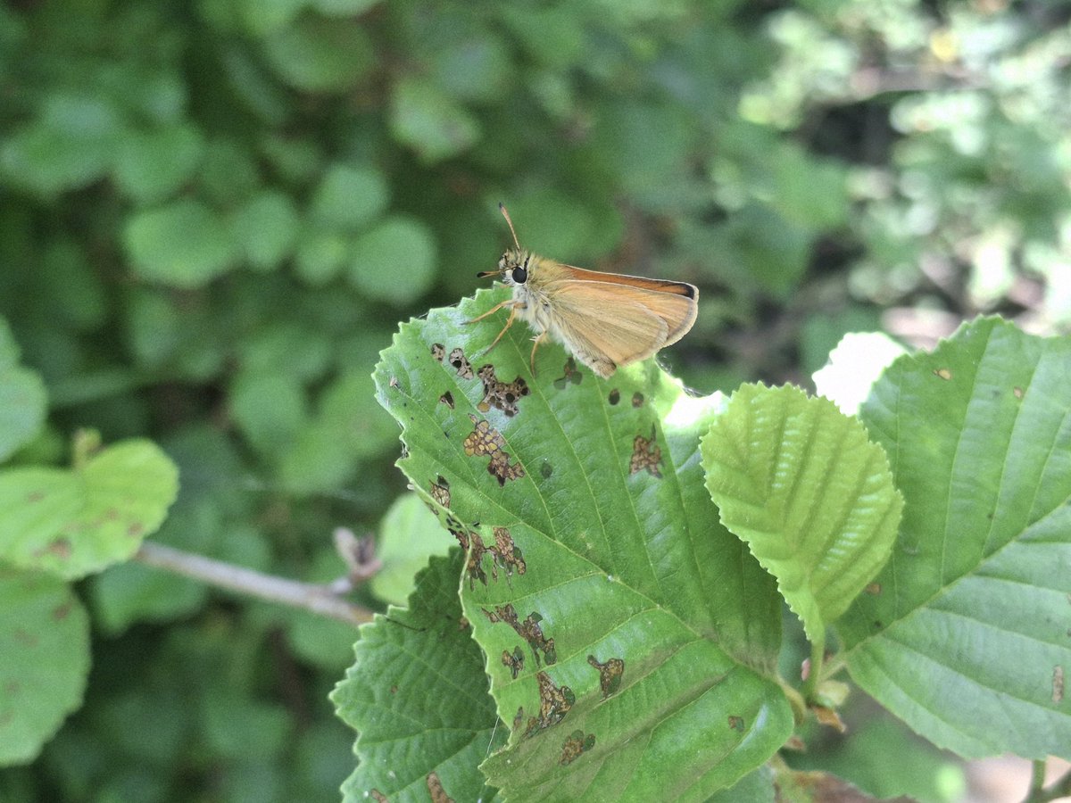phileobios's tweet photo. L’Hespérie du Dactyle (Thymelicus lineola) est un petit papillon des prairies de fauche, des friches, des lisières ou encore des clairières.

Cette espèce occupe toute la France métropolitaine, à l’exception de la Corse.

Les adultes sont observables entre juin et août. https://t.co/J1sjeaCoJm