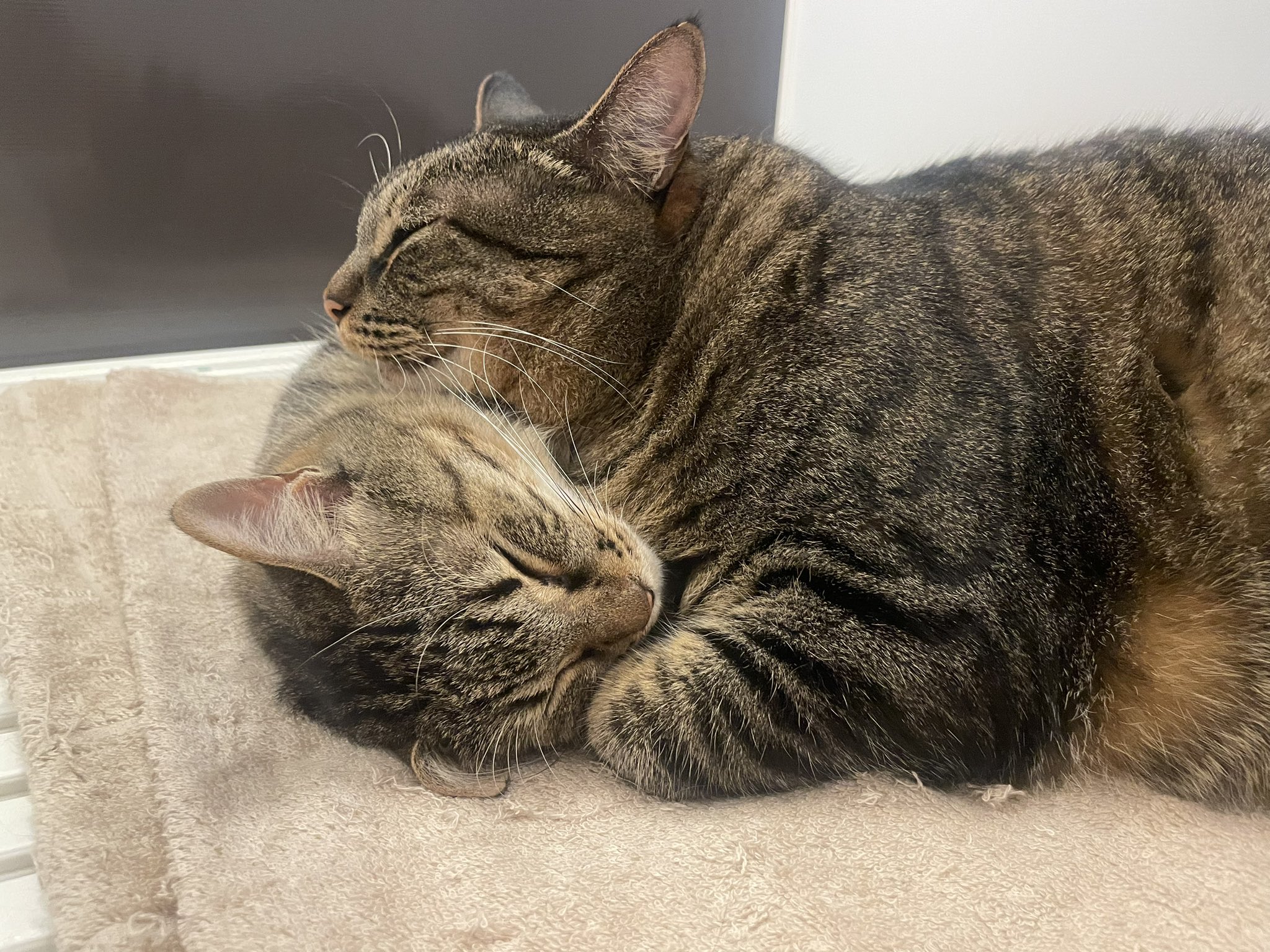 ふぁんふぁん❀猫の愛金繋ぎ❀ The kitten's final feeding the kitten and mother cat say