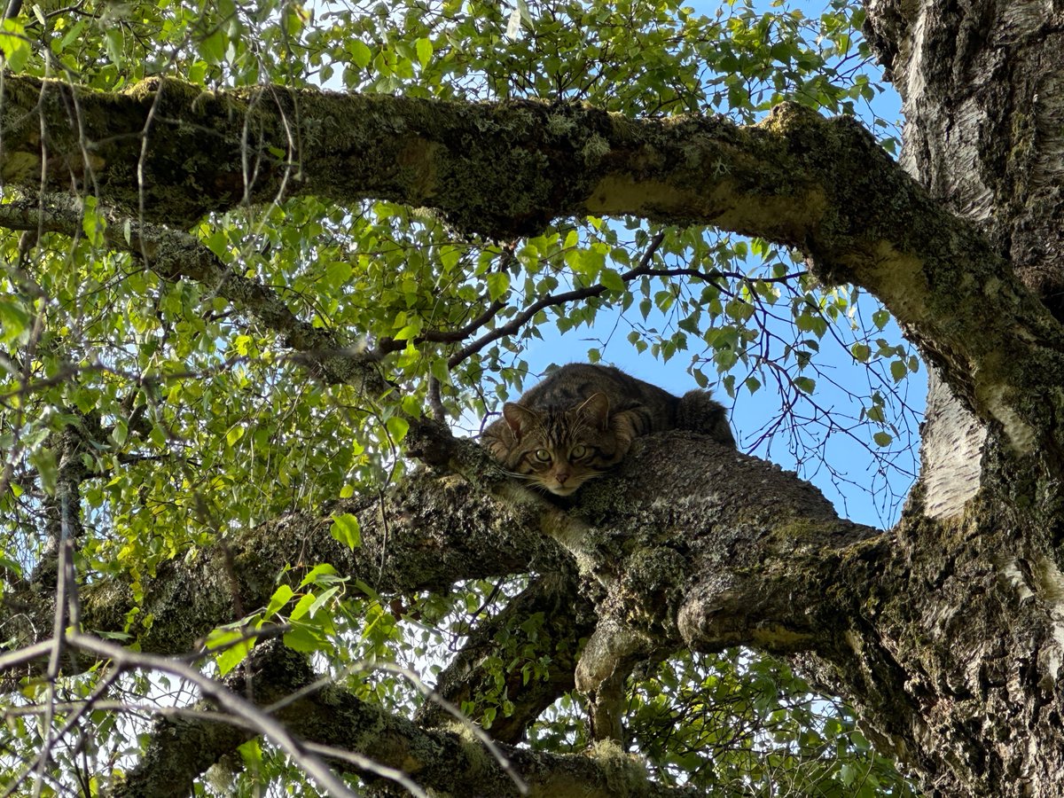 SaveOurWildcats's tweet image. Like many cat species, wildcats are excellent climbers 🌳
The large pre-release enclosures, based at @HighlandWPark, are built around the natural landscape, including tall trees for the juveniles to practise their skills in.
It can make finding them a wee bit tricky though! 😹