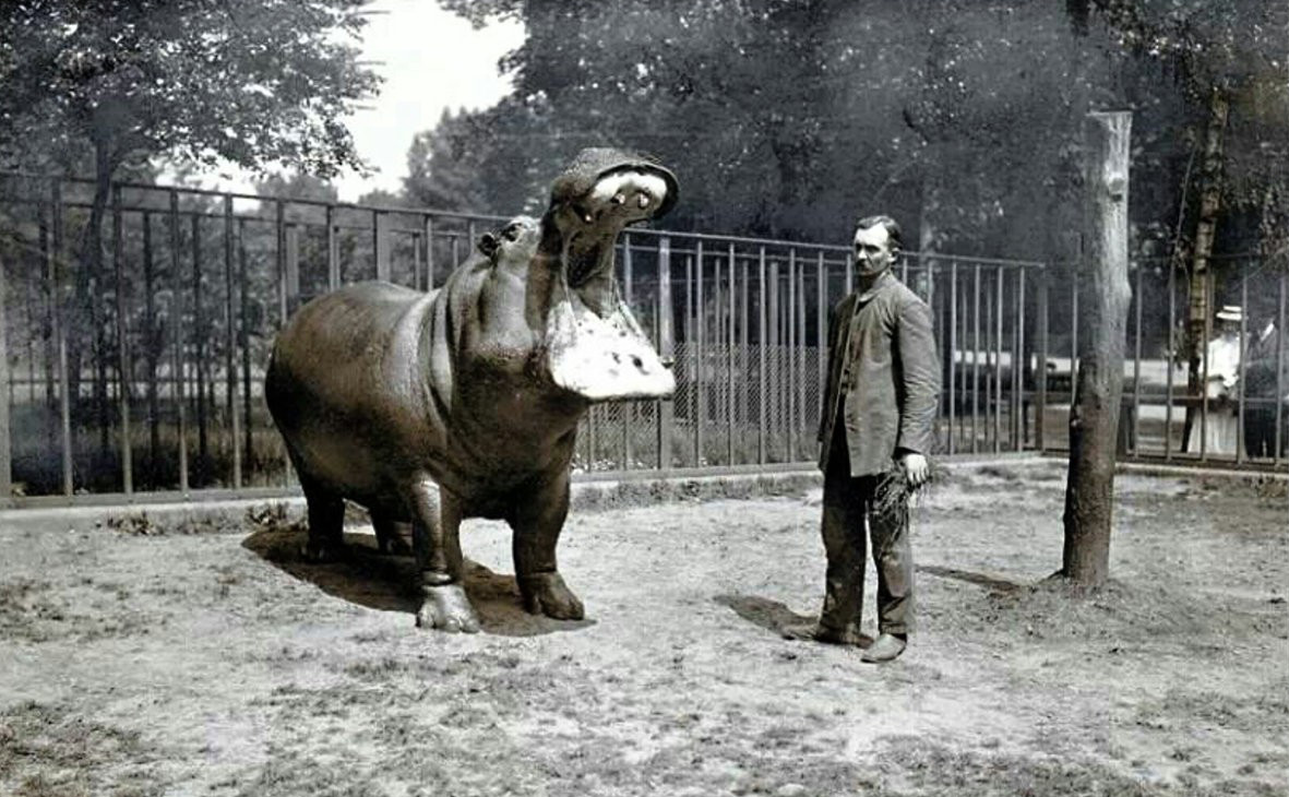 wojtekorlinski's tweet image. 10 lipca 1865 we Wrocławiu - stolicy Śląska otwarto Ogród Zoologiczny. Obecnie jest to najstarszy ogród zoologiczny w granicach Polski.