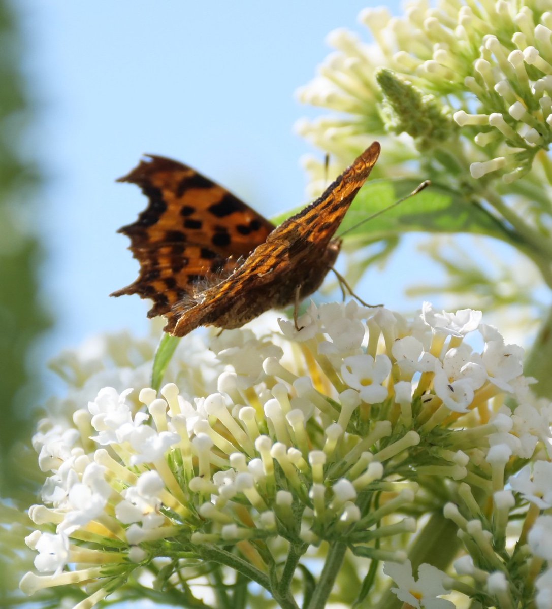 GlennHutton6's tweet photo. Necter bar now officially OPEN first visitors are a Peacock and a Comma ๐ฆ #buddlea #butterflybush necter for all.. https://t.co/ToUtC4uYpA