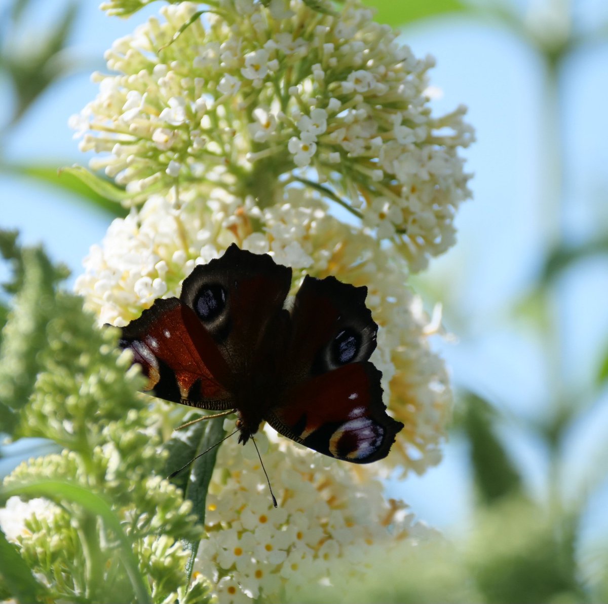 GlennHutton6's tweet photo. Necter bar now officially OPEN first visitors are a Peacock and a Comma ๐ฆ #buddlea #butterflybush necter for all.. https://t.co/ToUtC4uYpA