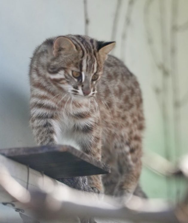 tama080707's tweet photo. あざもちゃん😻
2024/12/12📷
#東山動植物園   
#ツシマヤマネコ 
#あざも　
#tsushimaleopardcat #higashiyamazooandbotanicalgardens   
#Azamo https://t.co/cVaPrvNrA0