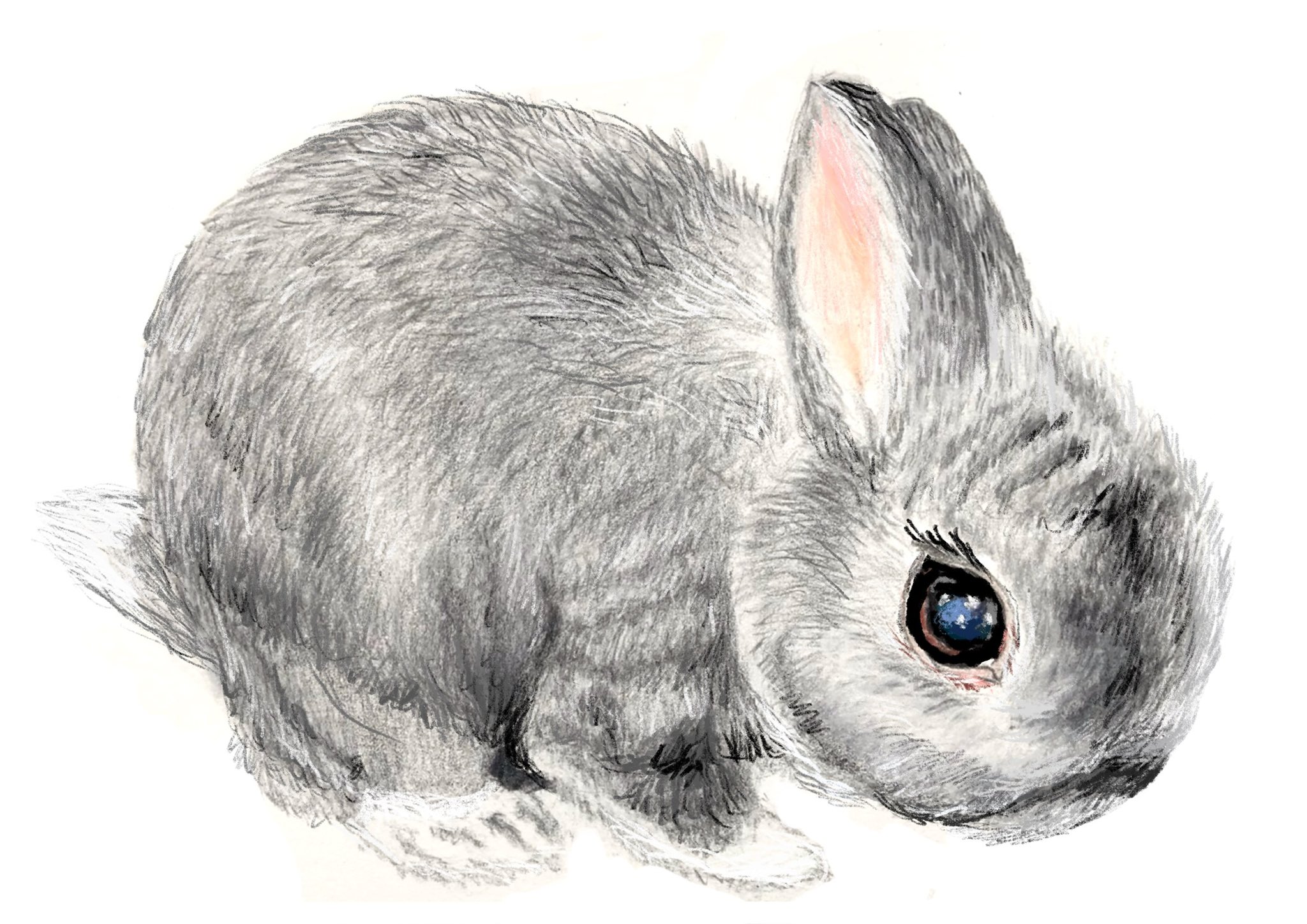 サ*ウ様 「re: rabbit」 油絵　うさぎ Eng sub] How to Draw a rabbit with a pencil | Step by Step